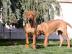 Rhod.  Ridgeback teniatka s PP