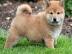 Shiba-inu tn. 