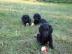 Flat Coated Retriever - tn