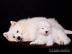 Samojed  - tntka s PP