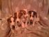 �t�n�tka jack russell terier