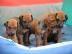 Rhod�sk� ridgeback - �t��ata