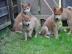 Shiba-inu