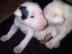 samec  bulteri�ra �t��ata  pro prodej