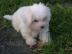 Coton de tulear bez PP