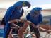 Deti Hyacint papouek papouci pro prode
