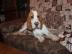 Bgl (Beagle) krsn bicolorn pes