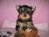 CKC Jorkšírský teriér (Yorkie) štěňata -