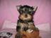 CKC Jorkrsk terir (Yorkie) tata -