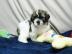Zdrav� Shih Tzu �t��ata na dobr�ch domov