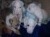 V�nocn� Mini Bull teri�r� �tenata
