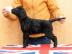 Curly Coated Retriever tn pejsek s PP