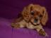 Kaval�r king charles �pan�l