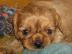 Kaval�r King Charles �pan�l