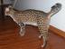 Savannah kotata pro dobr� domov
