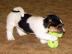 Jack Russell terir  2 fenky a 3 pejci