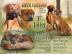 Rhodesian ridgeback