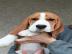 Beagle (bgl) krsn pejsci