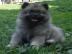 Keeshond / nmeck pic vl prodm t