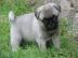 Kr�sn� a hrav� Mops �t��ata pro dobr� do