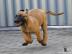 Belgick� ov��k - MALINOIS