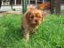 Kaval�r King Charles �pan�l