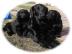 Flat coated retriever -ihned ttka