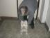 Daruji 5 let�ho West highland w.  teri�ra