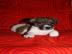 �t���tka Jack Russell Teri�ra - ihned k