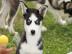 Sibi�sk� husky �t���tka (kr�sn�)