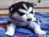 Kr�sne a rozko�n� modr� o�i sib�rsky hu