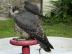 Peregrines Pt�ci Pro Prodej