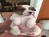 Jack Russel teri�r - �t��ata